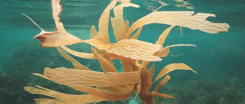 Marine minerals & kelp